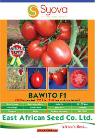 Bwito F1 – Tomato, vigorous semi determinate hybrid 
